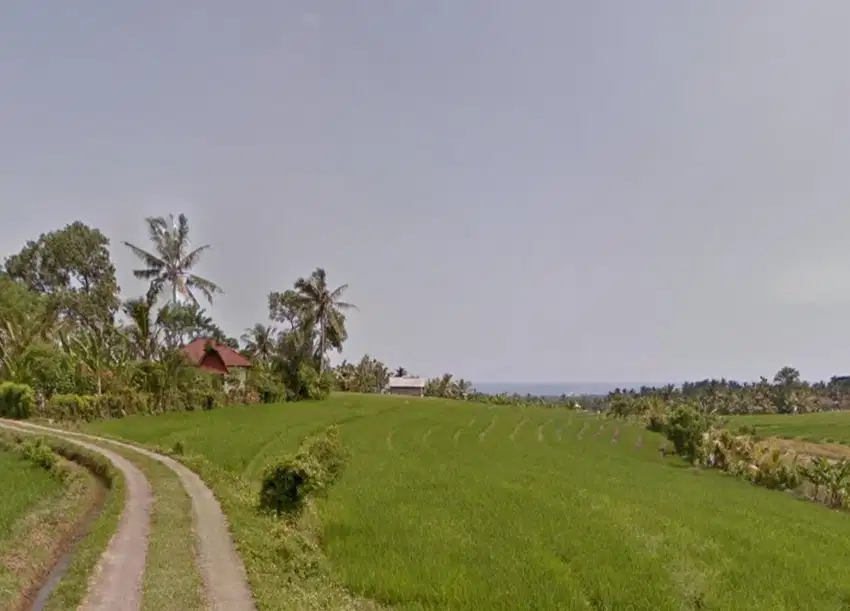 Tanah sawah di Mambang Selemadeg Tabanan Bali