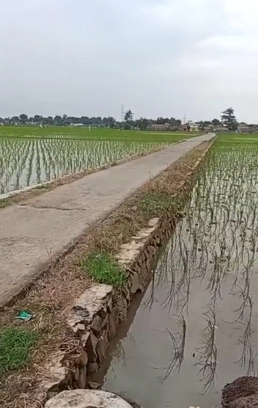 Tanah Murah Harga Miring Luas 7.460 m2 Di Tanjungpura Karawang