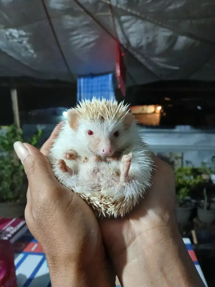 Landak mini indukan dan anakan