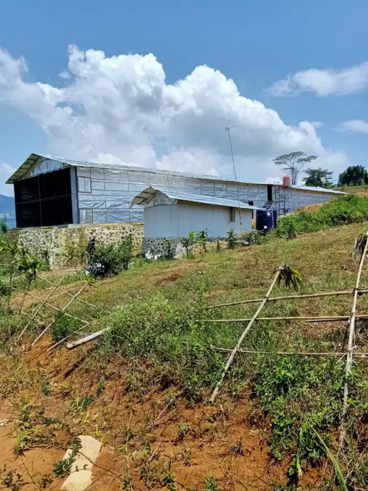 dijual semi ch masih aktive