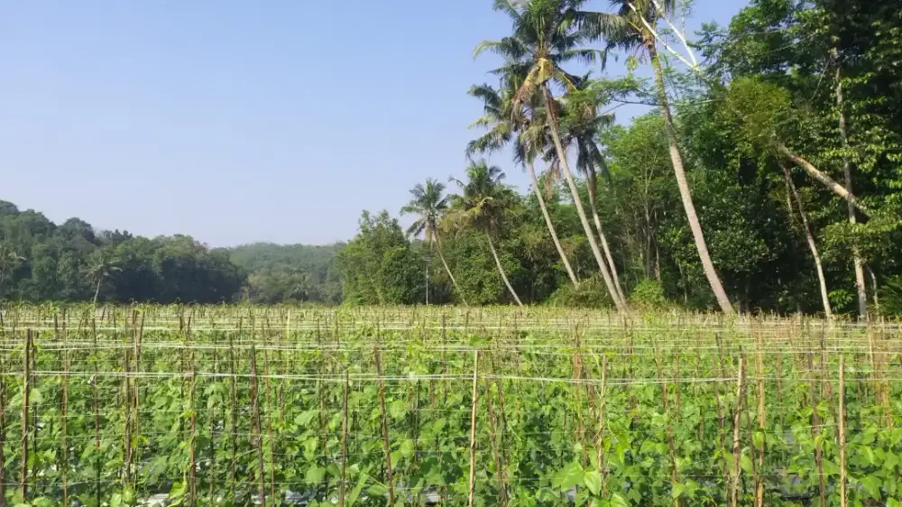Jual Cepat Tanah Sawah Cilaku Cianjur