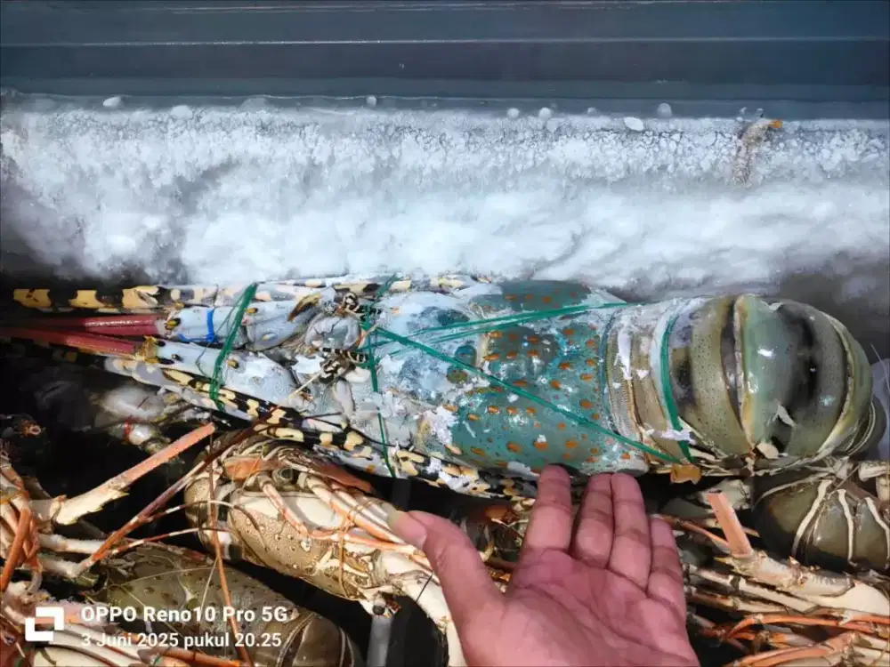 LOBSTER SURABAYA MURAH