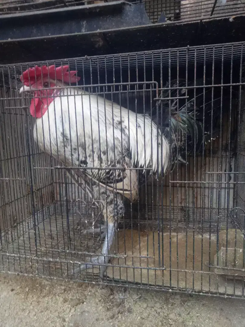 Ayam Arab Pejantan