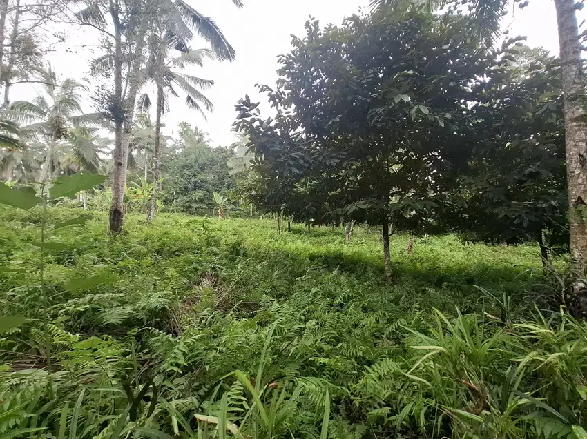 Dijual tanah kebun full datar di daerah pariwisata pedesaan