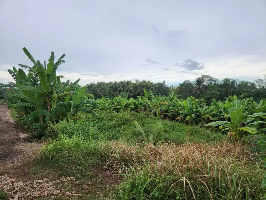 Tanah View Sawah 3550m2 di Medewi Bali