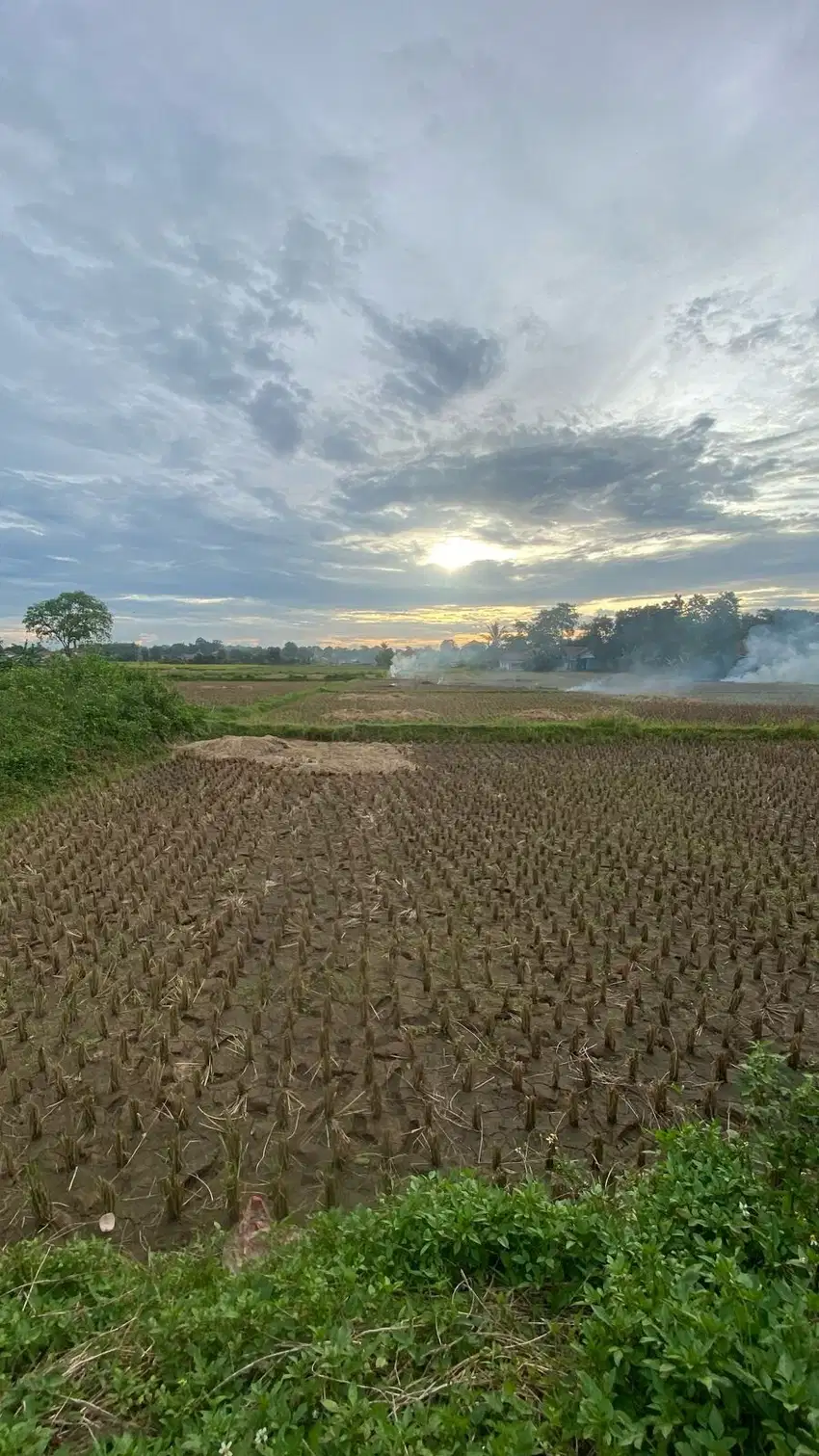 Tanah Padat Sawah Dijual Cepat Di Babat, Legok, Tangerang
