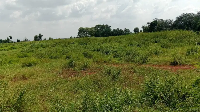 Dijual tanah tanah kebun di zona industri di karawang
