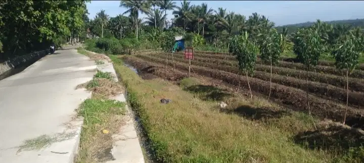Dijual lahan sawah di dekat Ponpes Al Irsyad