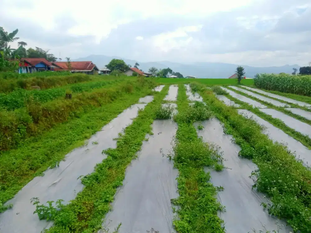 Jual Tanah Murah Akses Mobil Udara sejuk suasana Asri