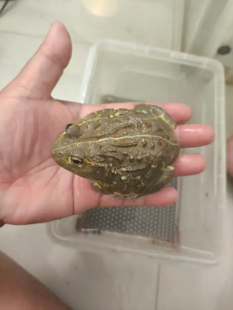 Pixie frog 10 cm up unsexing