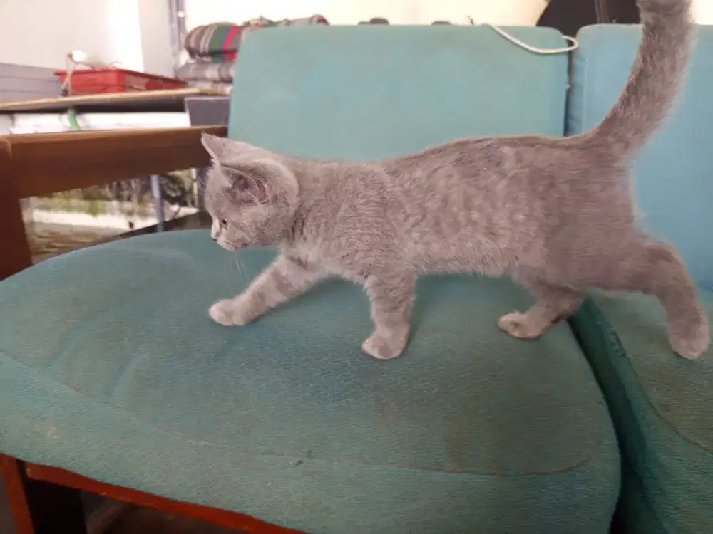 Open adopsi kucing british