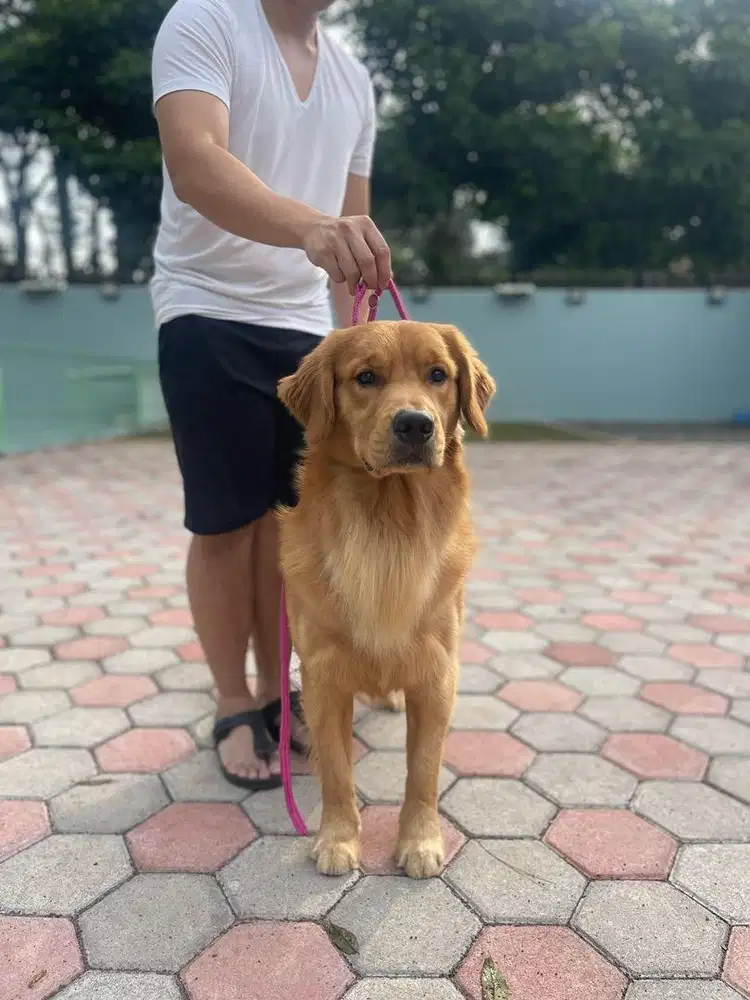 LOWONGAN KERJA – KENNEL BOY LEMBANG, BANDUNG