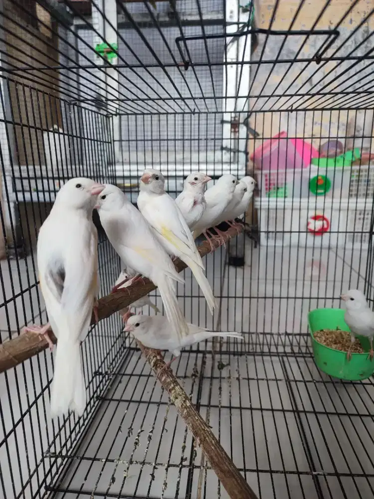 Burung kenari putih bahan jantan