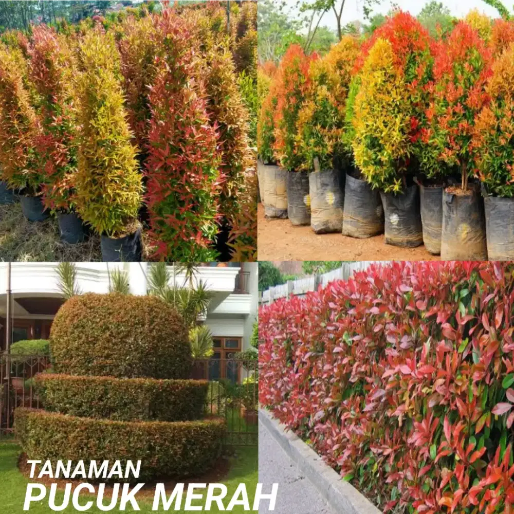 Jual pohon pucuk merah