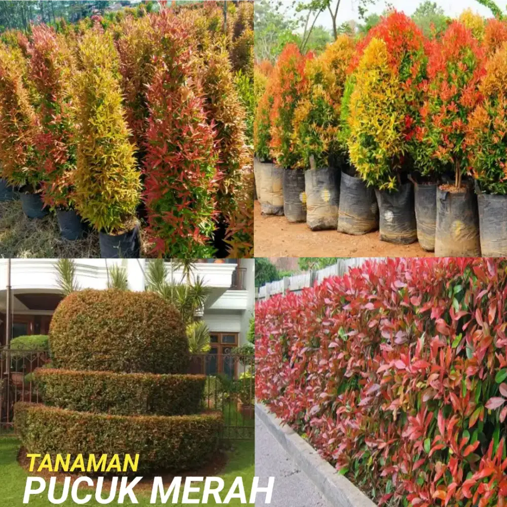 Tanaman hias : pohon pucuk merah
