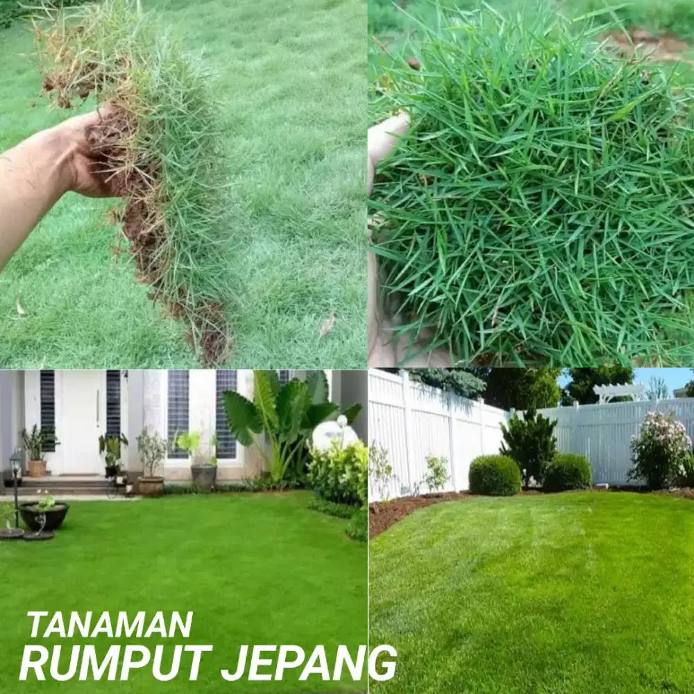 Jual rumput jepang