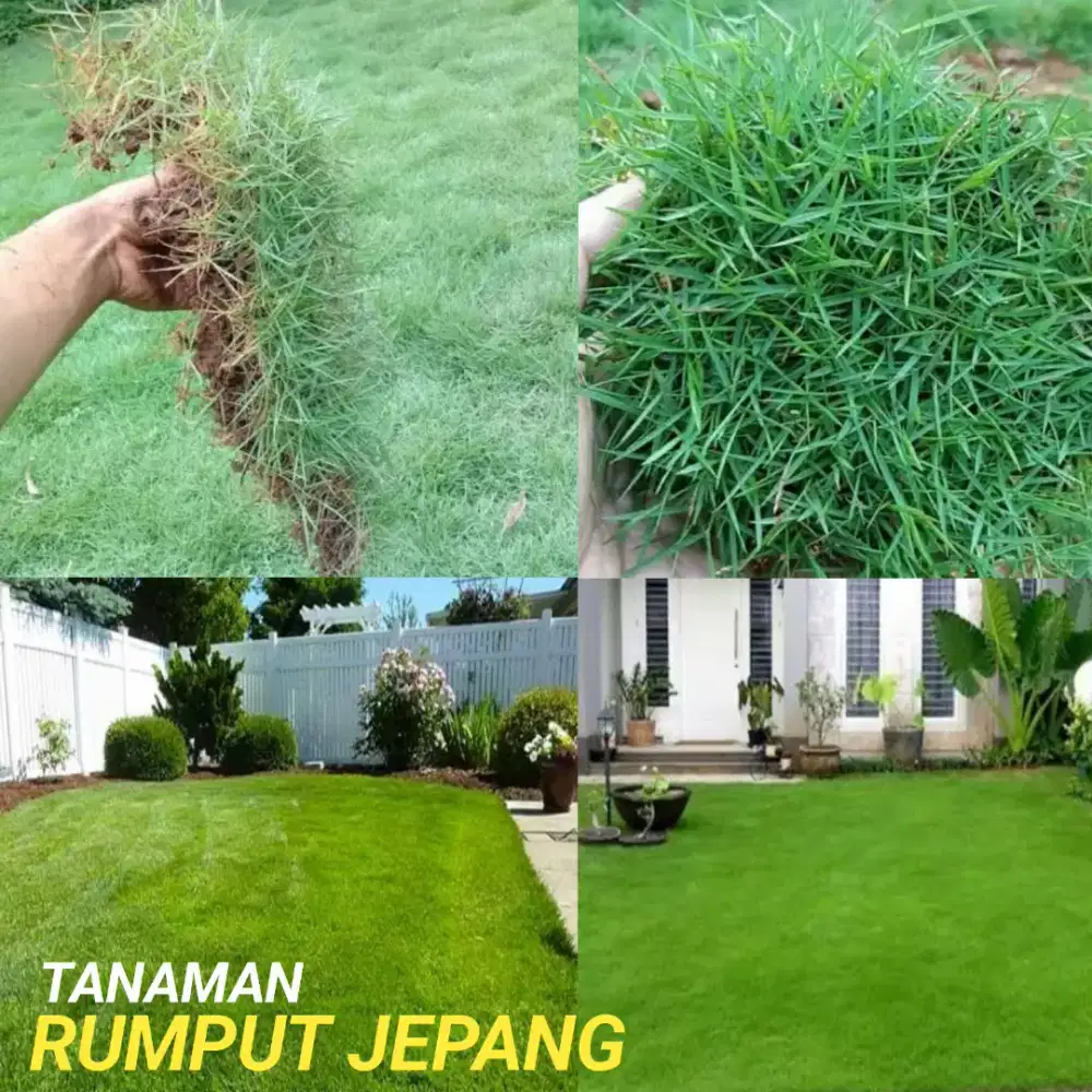Menjual bibit rumput jepang / rumput babat