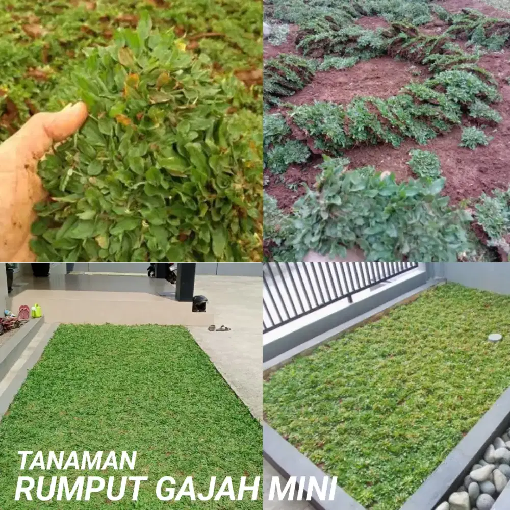 Tanaman rumput gajah mini