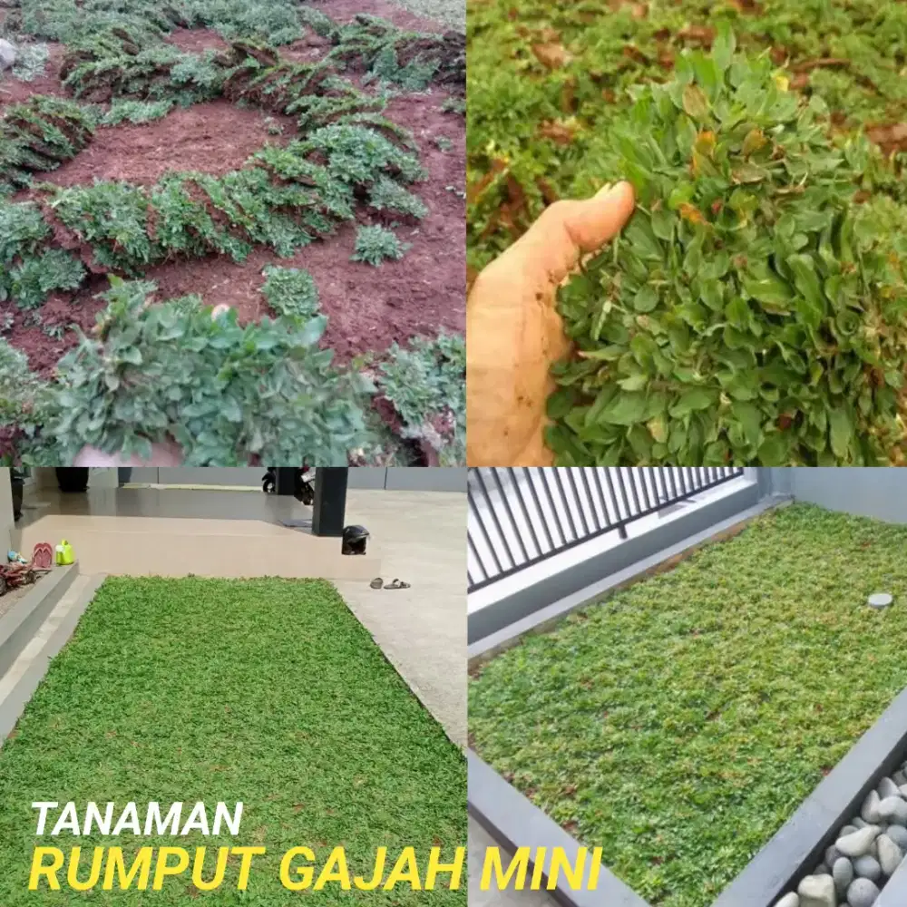 Jual bibit rumput gajah mini