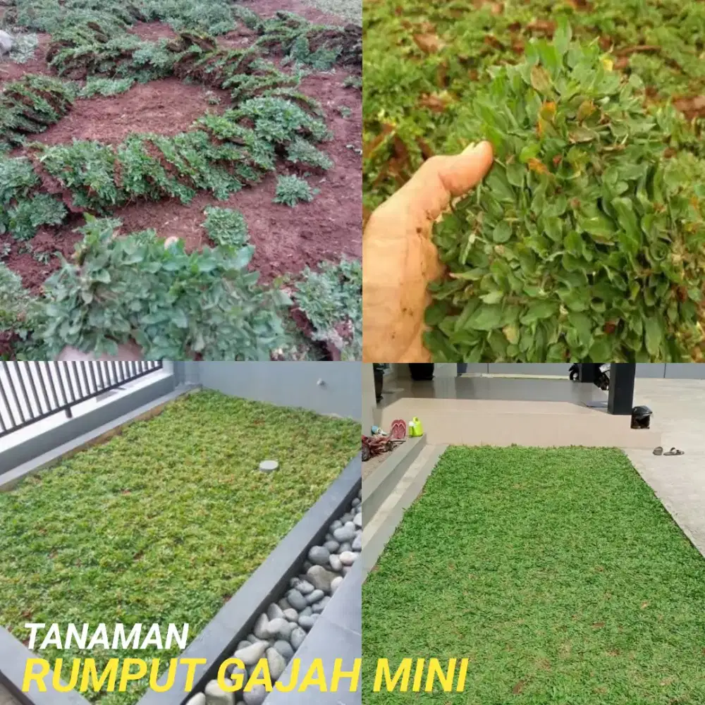 Jual rumput gajah mini