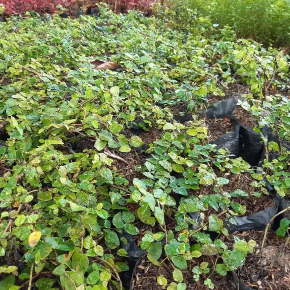 Tanaman pohon dolar merambat