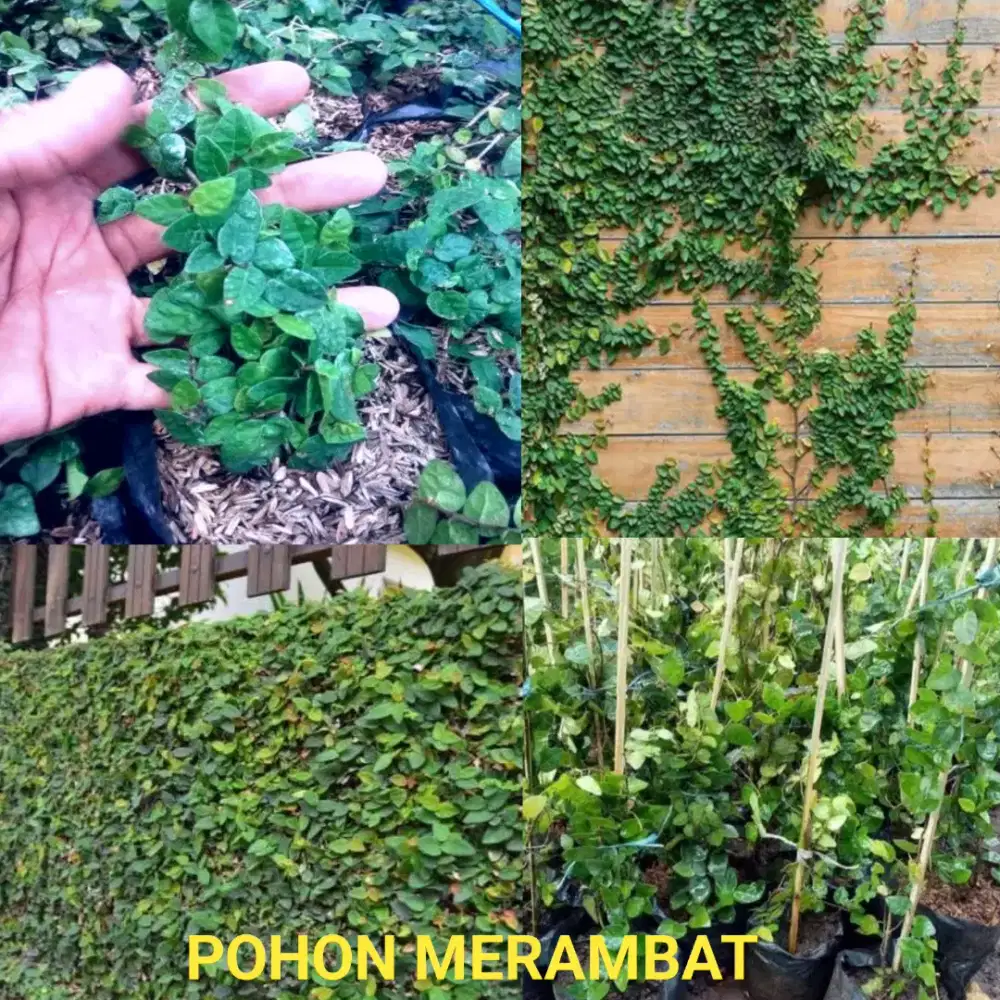 Pohon dollar merambat
