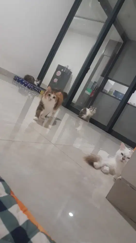 DIBUTUHKAN CEPAT!! LOKER ART & DOG/CAT SITTER