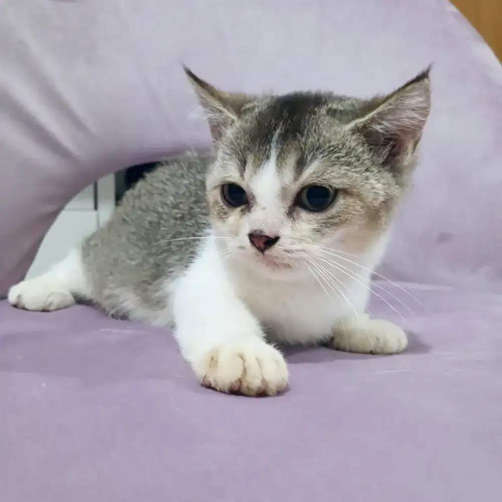 Kitten BSH Munchkin