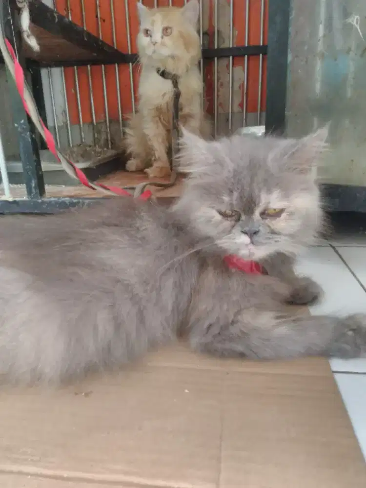 Persia peaknose+baby