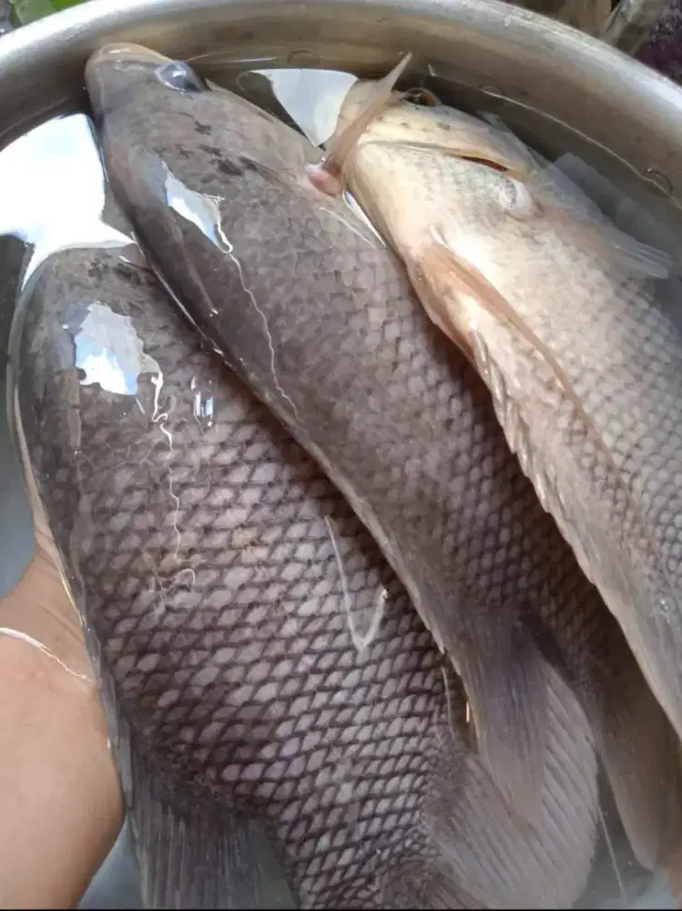 Jual Gurame Segar ( Fresh From Farm)