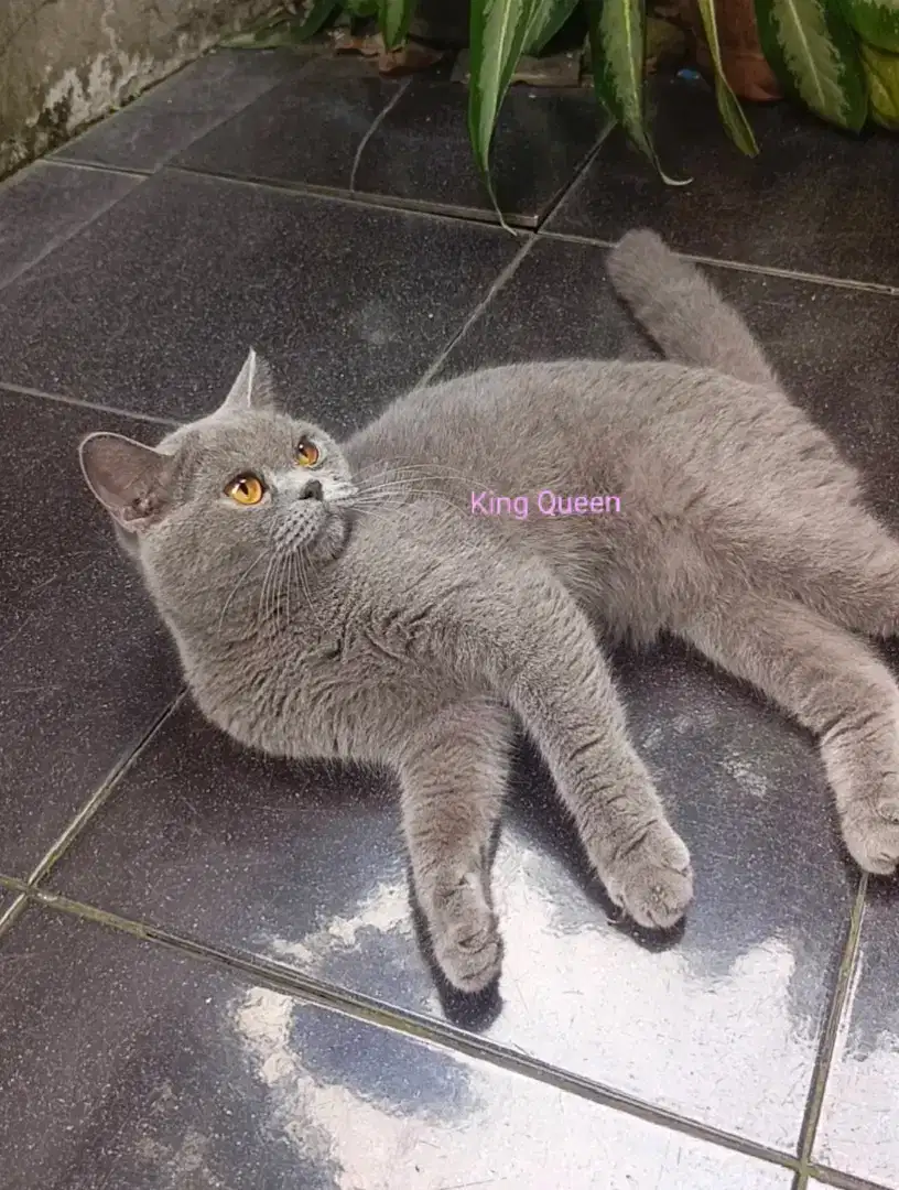 Kucing BSH British Shorthair Blue Solid Betina 10 bulan Mulai Birahi