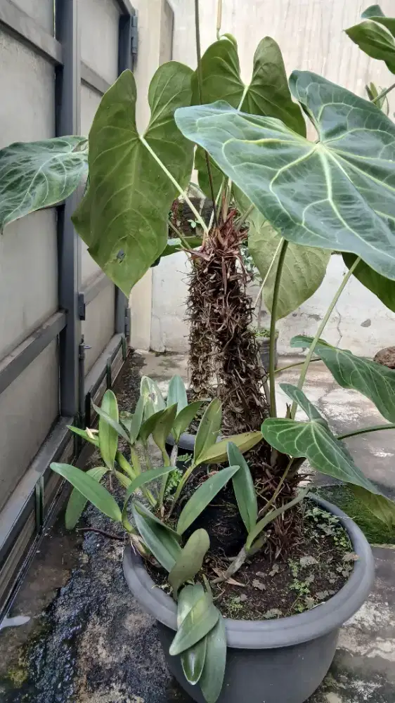 Tanaman pohon kuping gajah size gede