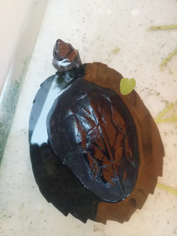 Kukura daun darat air