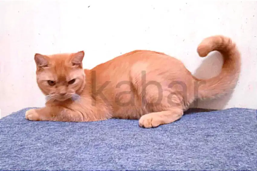 Kucing british shorthair BSH
