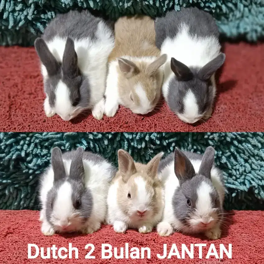 Anakan Kelinci Dutch usia 2 Bulan
