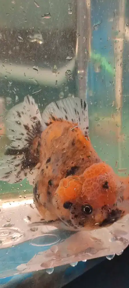 Koki oranda short body pilihan