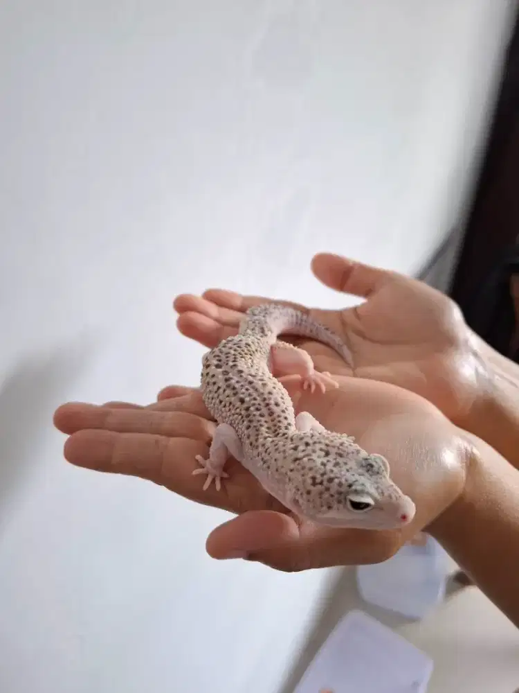 Hewan Gecko Super Pied