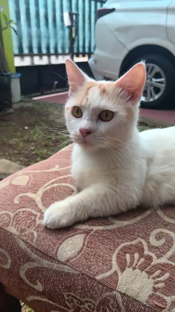 MUNCHKIN JANTAN 1 TAHUN