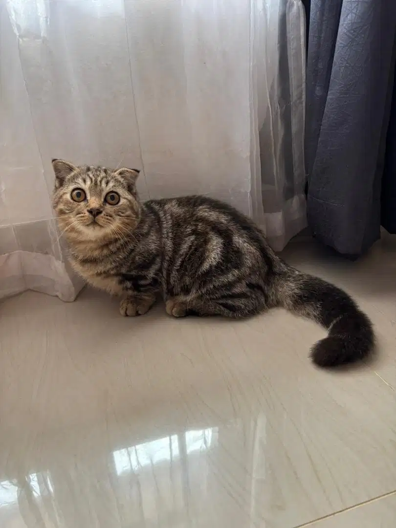 Kitten BSH Sf munchkin