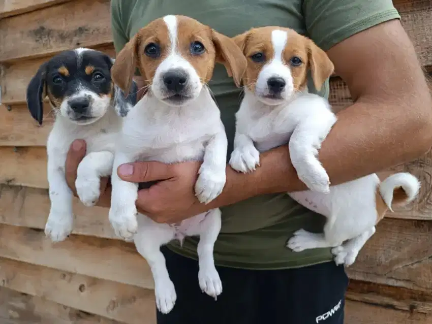 DIJUAL ANAK ANJING JACK RUSSELL