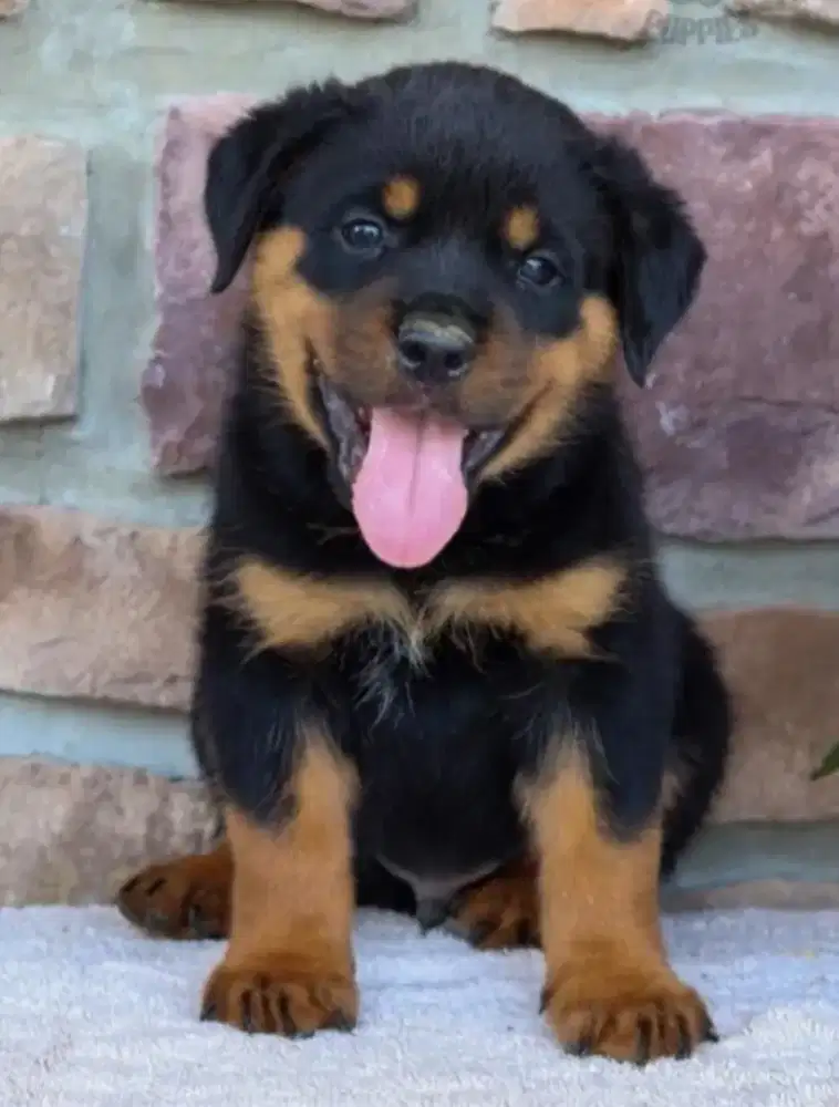 DIJUAL ANAK ANJING ROTTWEILER
