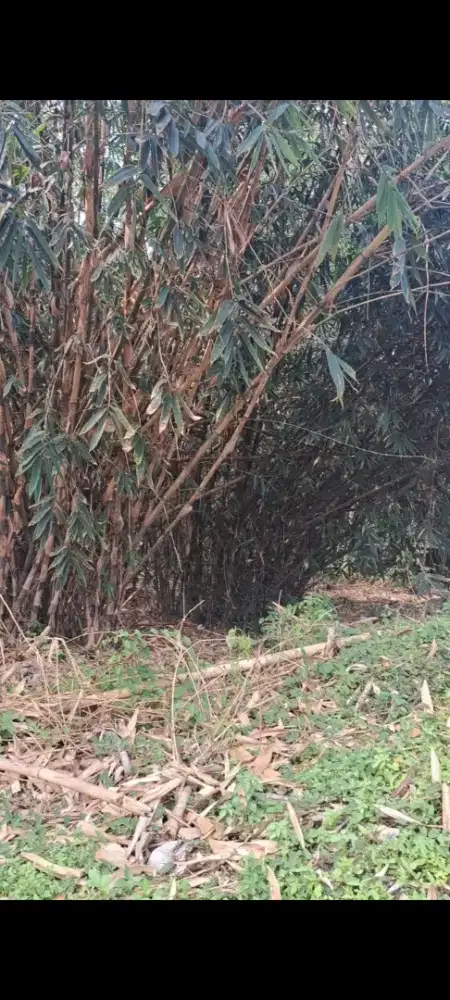 Di Jual Tanah  Dekat Deltamas