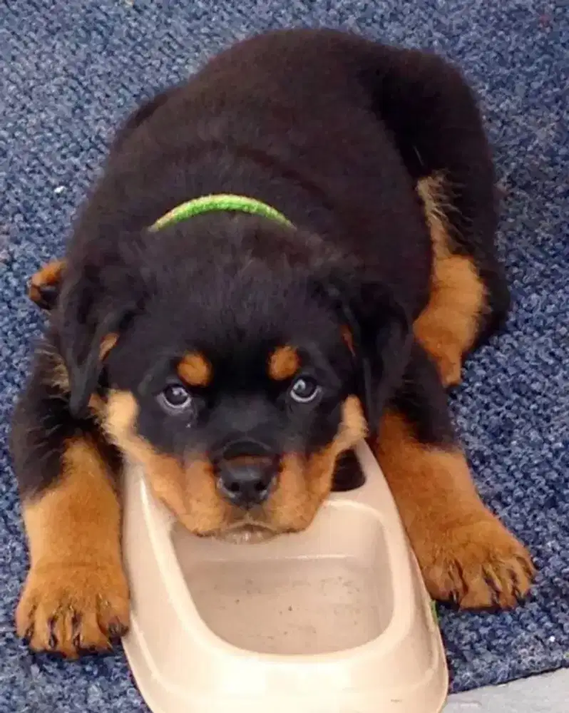 DIJUAL ANAK ANJING ROTTWEILER