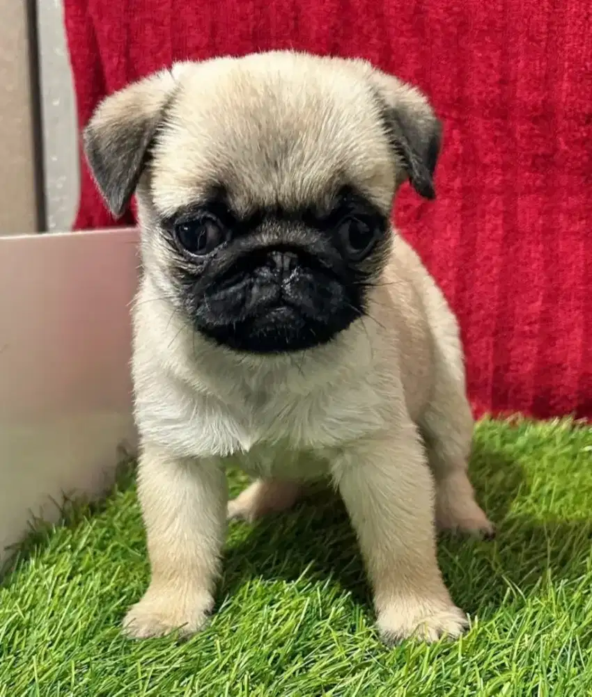 DIJUAL ANAK ANJING PUG