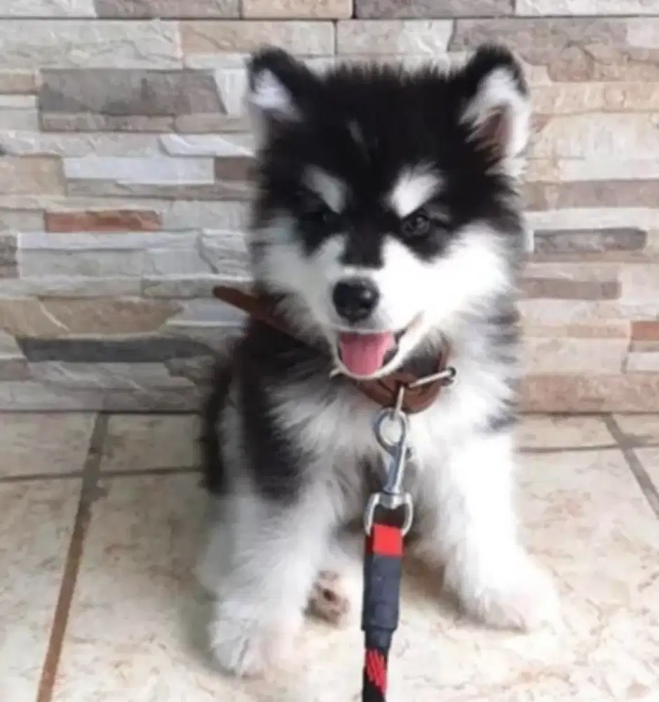 DIJUAL ANAK ANJING SIBERIAN HUSKY