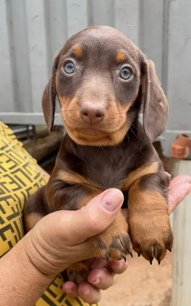DIJUAL ANAK ANJING TEKEL,/ DACHSHUND