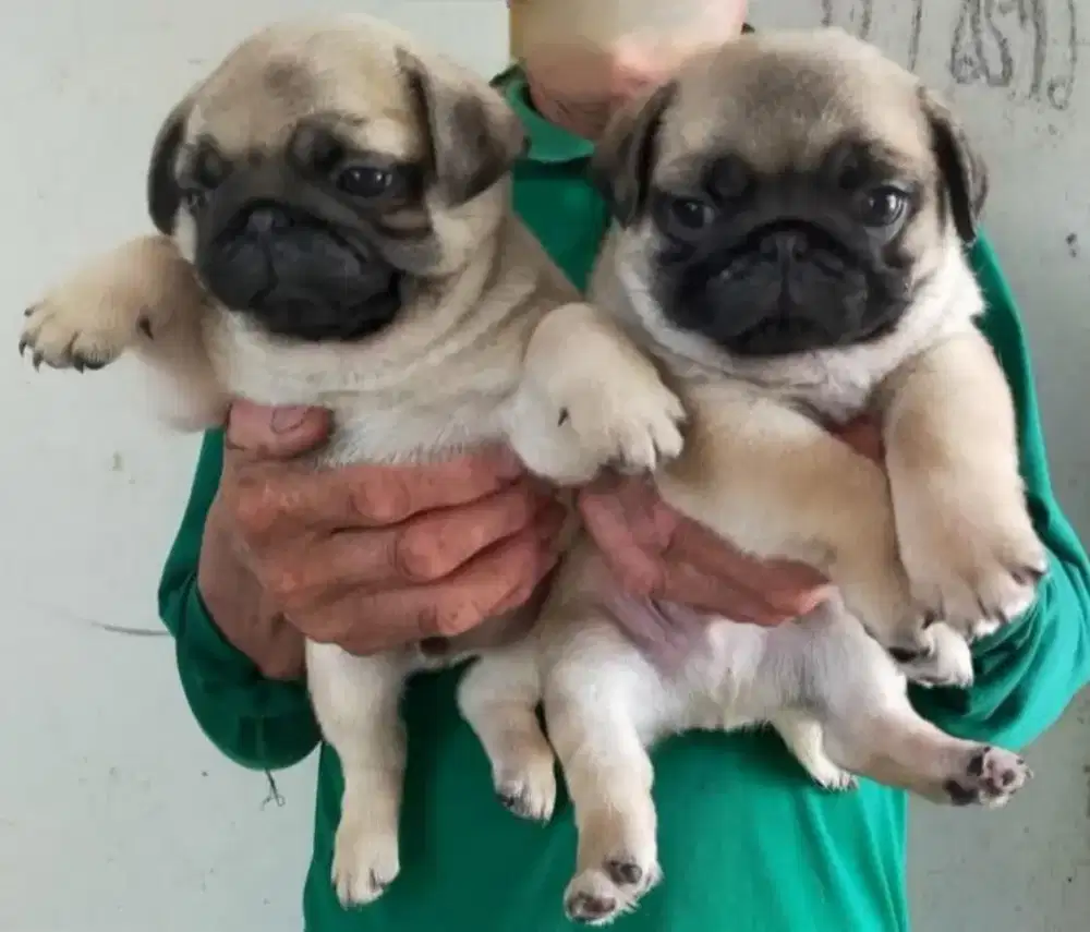 DIJUAL ANAK ANJING PUG