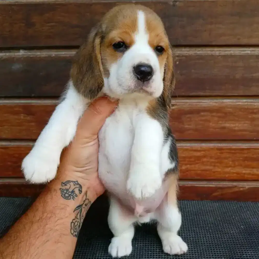 DIJUAL ANAK ANJING BEAGLE