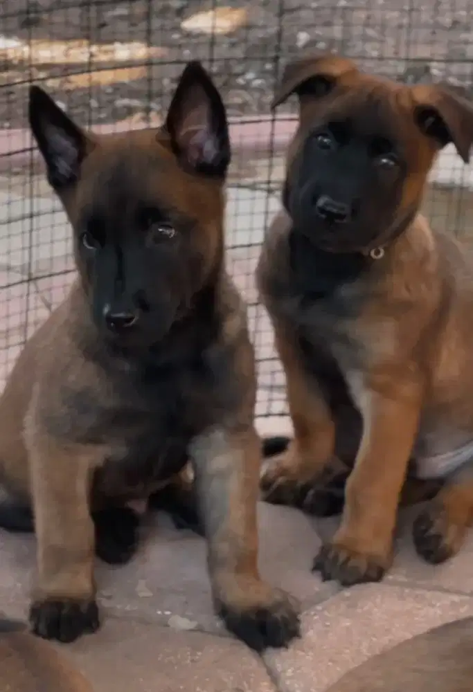 DIJUAL ANAK ANJING BELGIAN MALINOIS