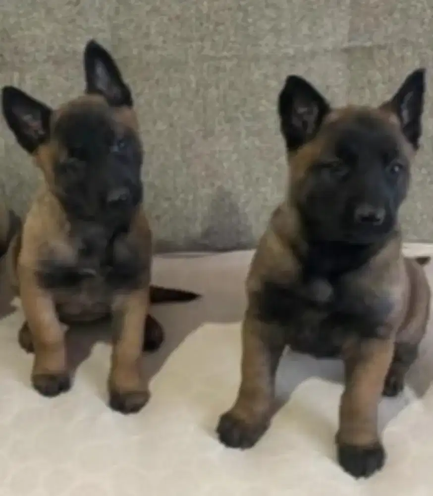 DIJUAL ANAK ANJING BELGIAN MALINOIS
